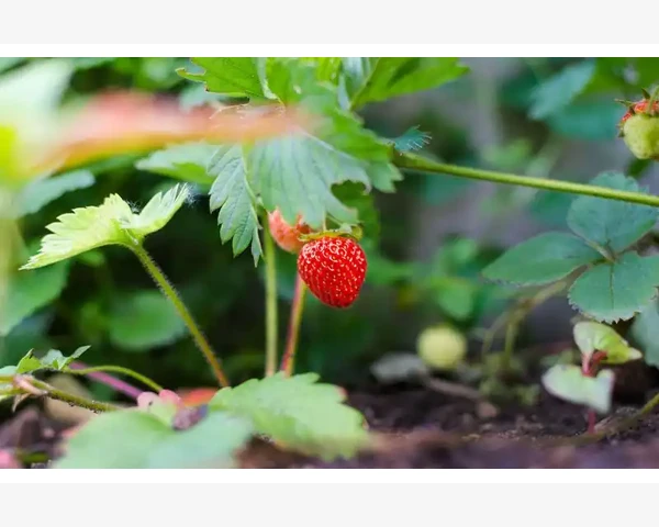 B2B电子商务模式的核心逻辑与应用